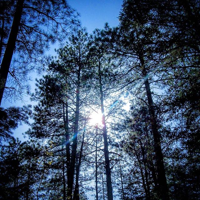Somewhere by Hortons Creek in Payson, AZ. #hortonscreek #hortonscreektrail #az #photography #photographer #amateurphotographer #amateurphotographer #naturephotography #nature #sun #sunrays #forest