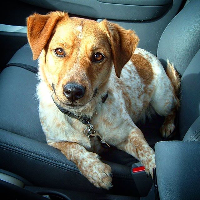 My sister’s dog Honey, right around when we first got her from the shelter; she’s a Red Heeler Ja…​