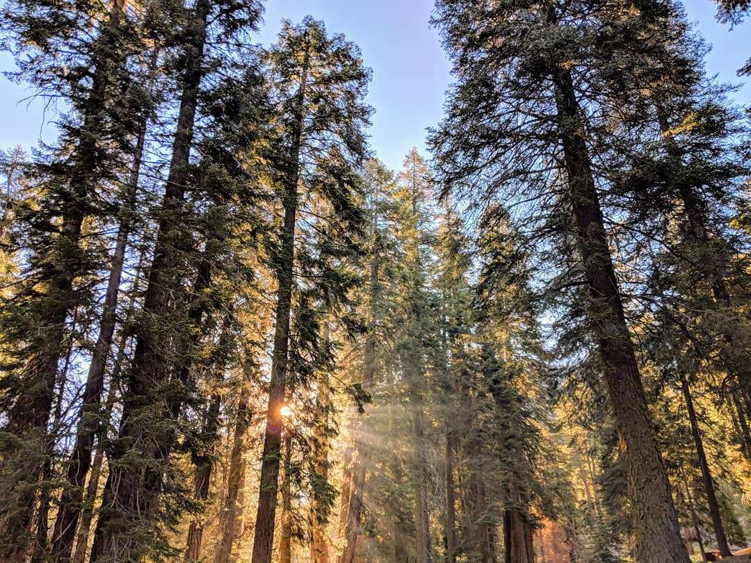 Morning sunrays at the Sequoia National Park.