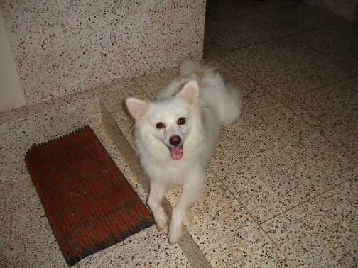 Chikoo