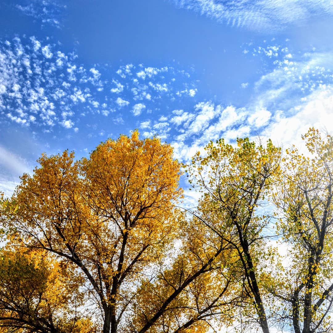 Fall colors in Castle Rock, Colorado.