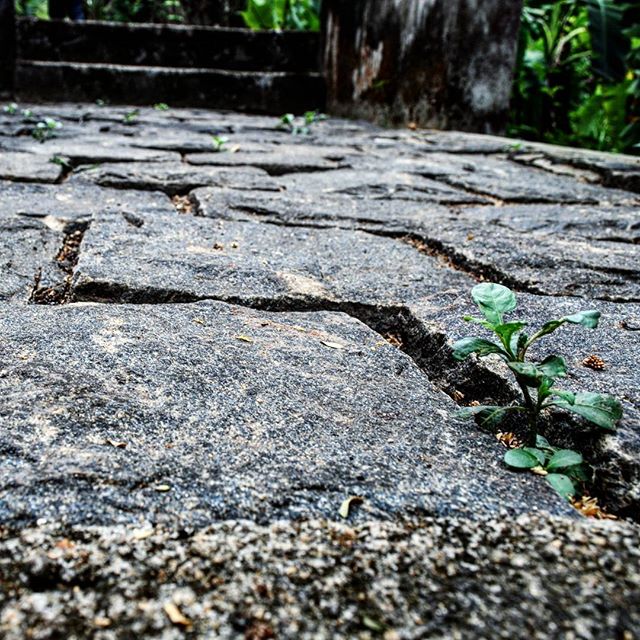 Life uh…​ finds a way…​ Granite floor of the Vaipikkotta Portuguese Seminary ruins in Chendaman…​
