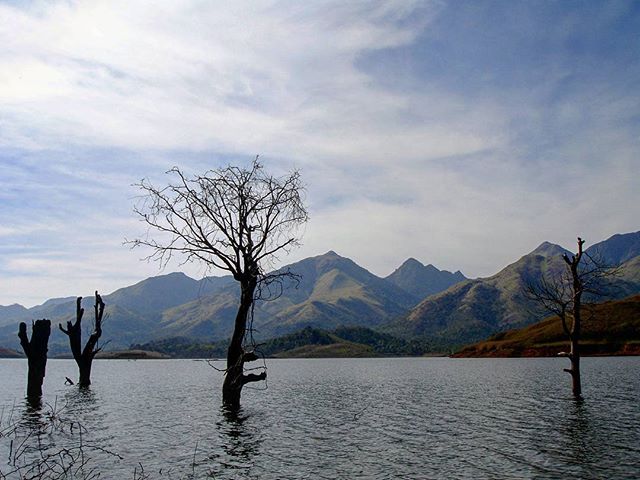 Dead trees in the water.
