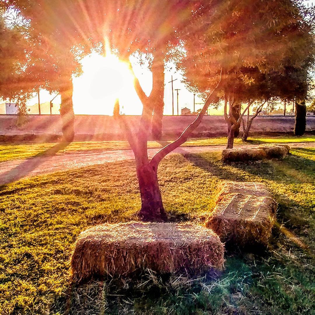 Evening sunrays.