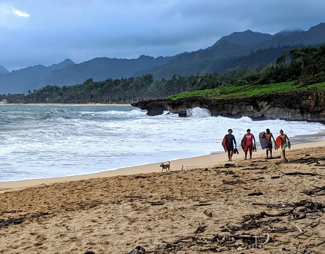 Dog with surfer buddies at Pounders Beach.