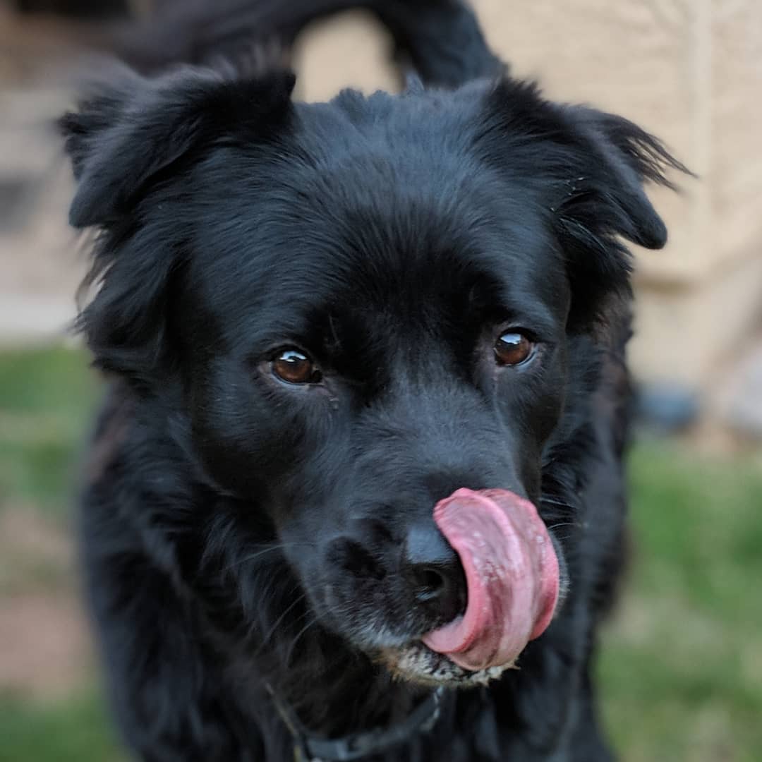Bear’s big blep.