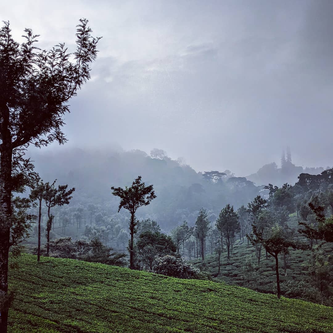 Tea Plantations in Valparai, Tamil Nadu, India.