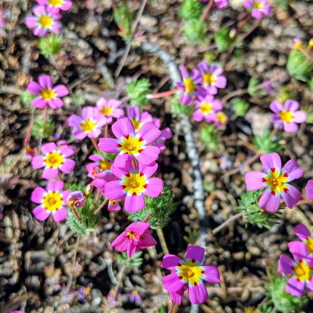Pretty pink flowers on a trail at the Sequoia National Park.