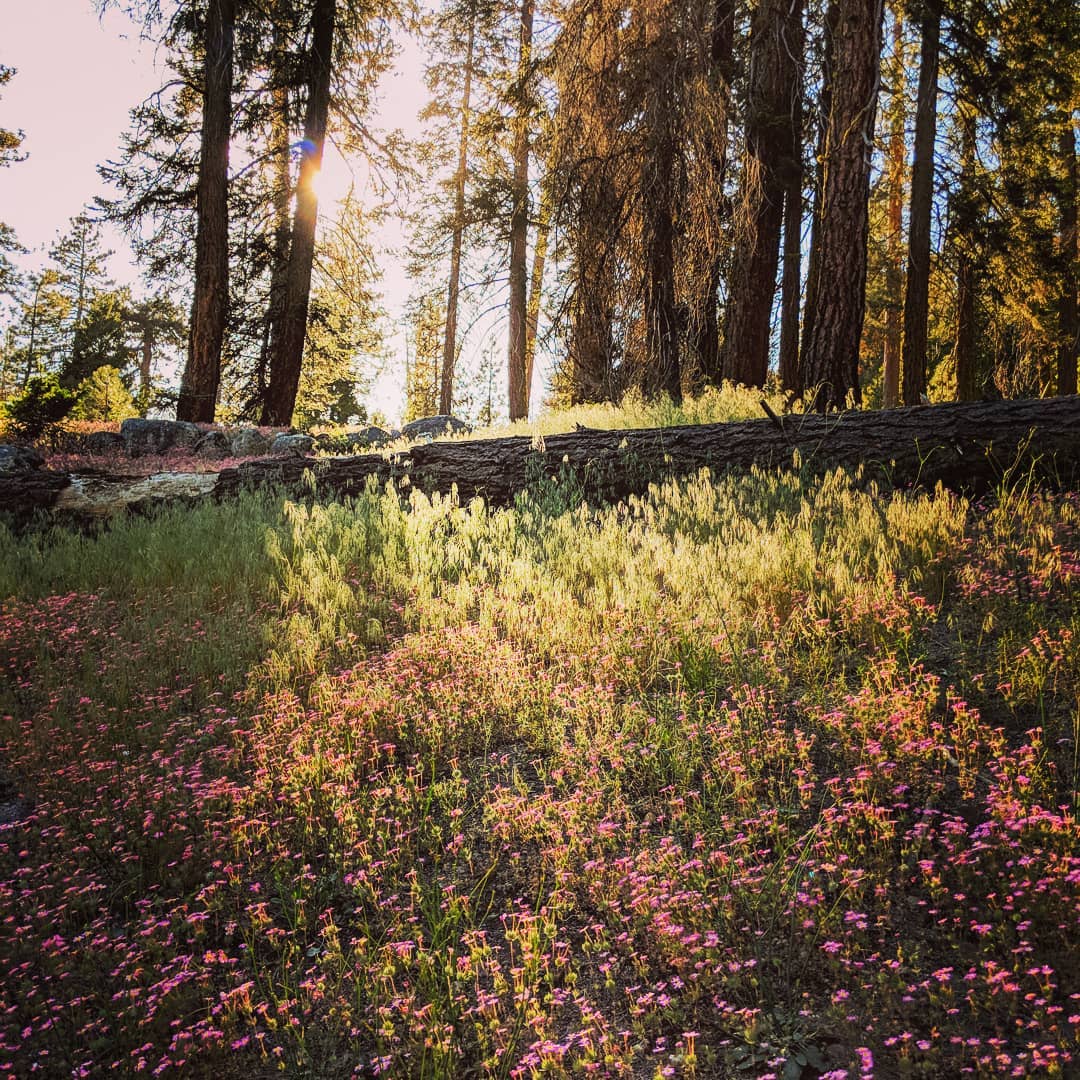 A pretty little meadow with pink flowers, on the trail going to the Kaweah River waterfall. These…​