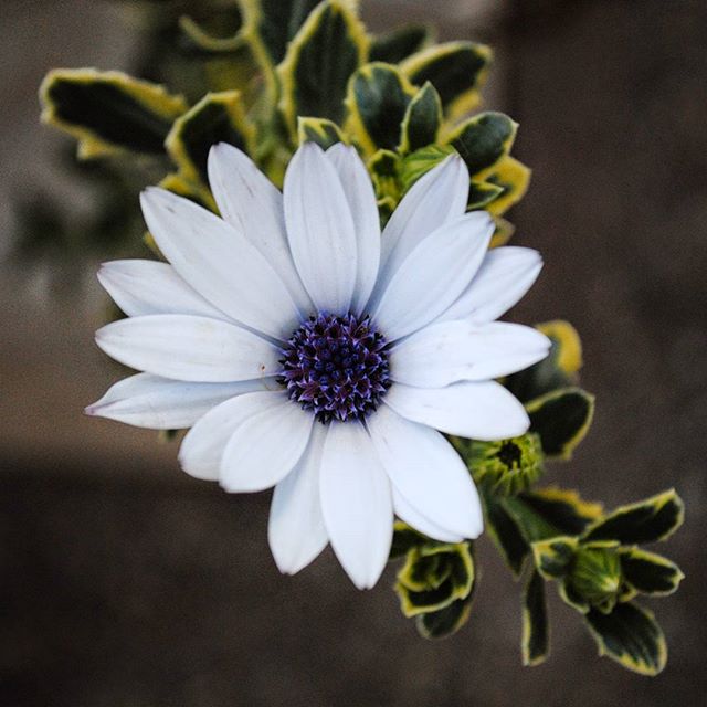 I don’t know what flower this is, but it’s pretty — I especially like that vibrant purple in the middle. Shot on my first DSLR (which got stolen 😭), a Nikon D3000, right around when I got it (2010). #flowers #nature #naturephotography #flowerphotography #pretty #nikon #nikonphotography #nikond3000  #amateurphotography #amateurphotographer #photography #photographer