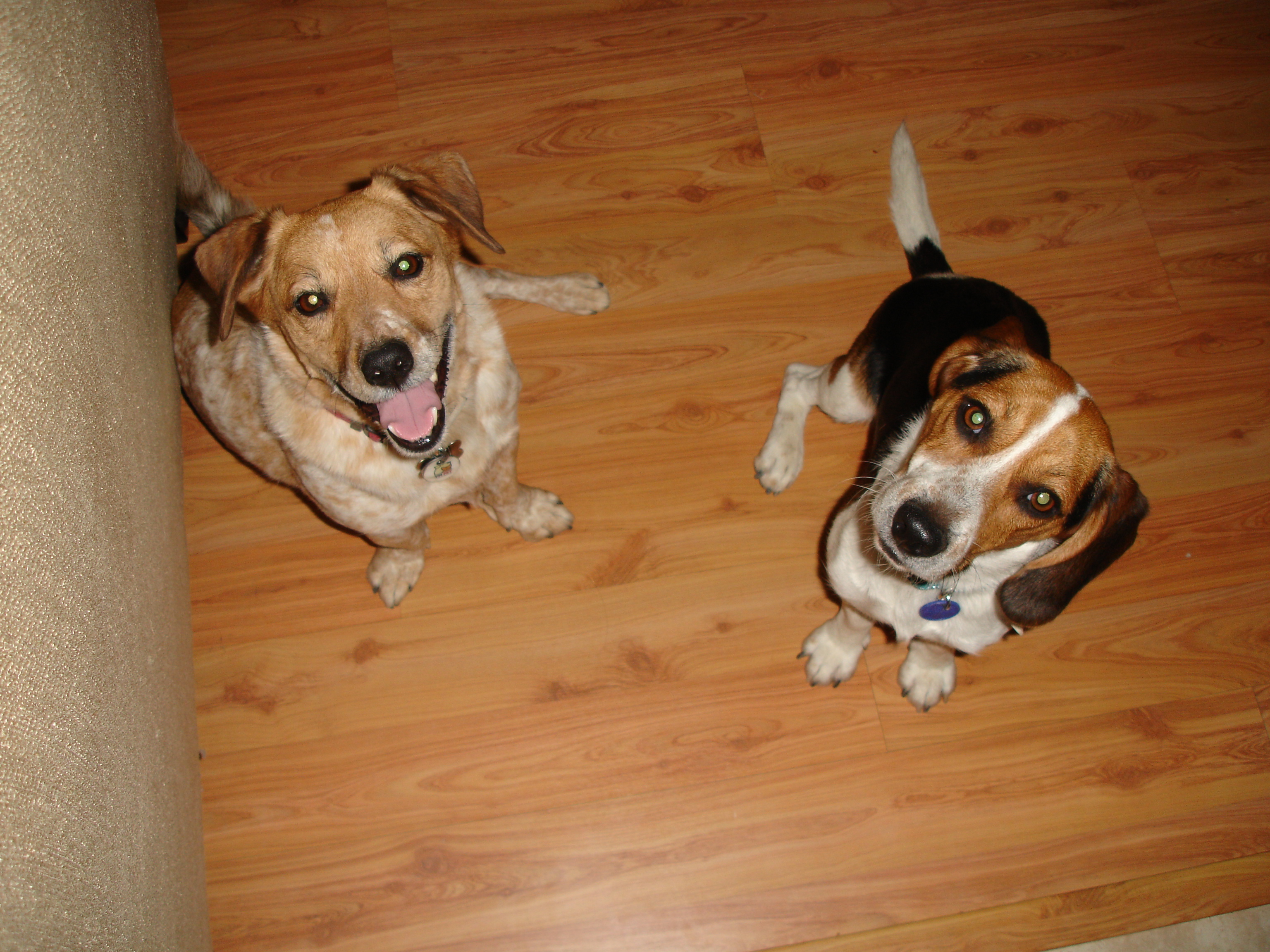 Honey and Ham