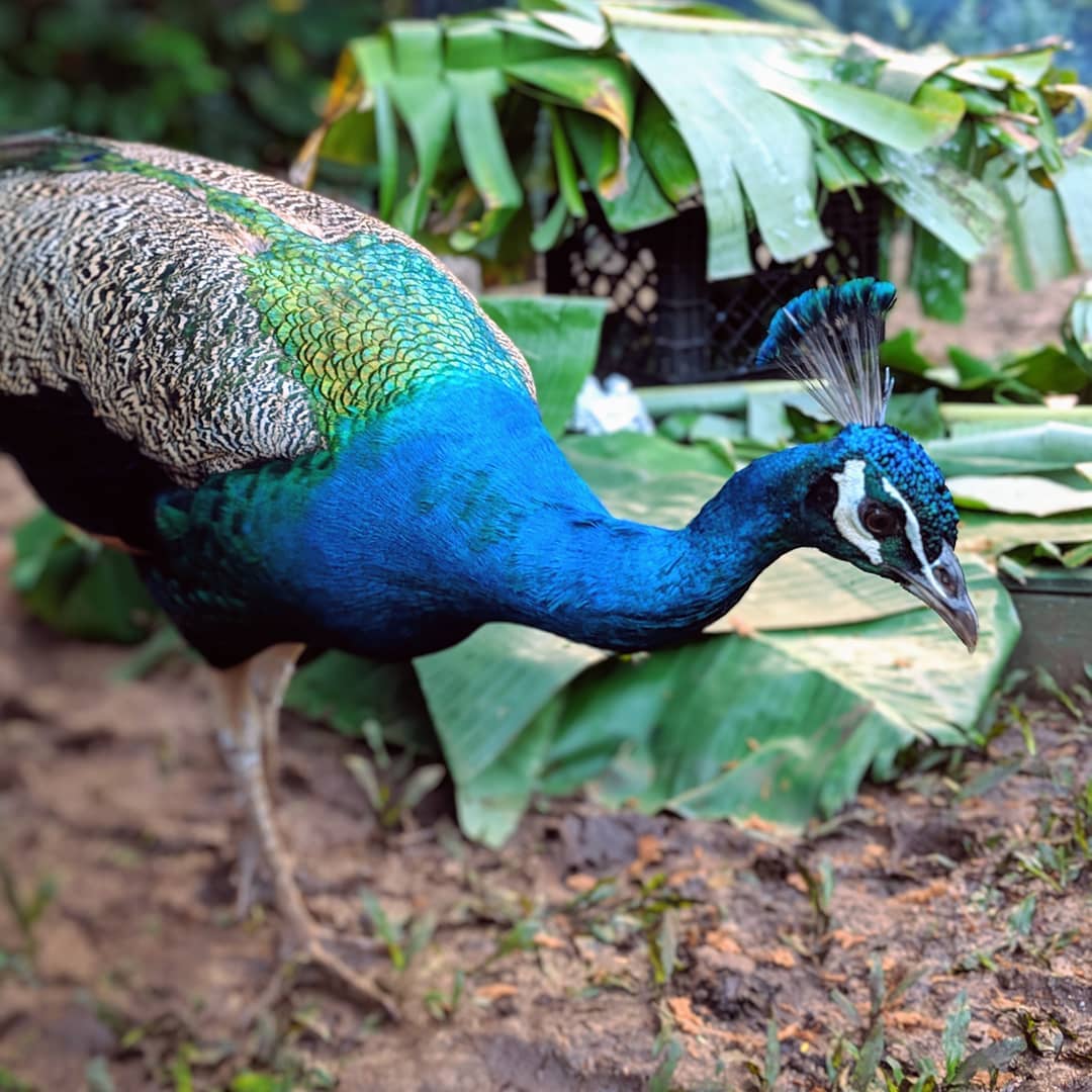 Saw this spectacular guy at Waimea Valley.