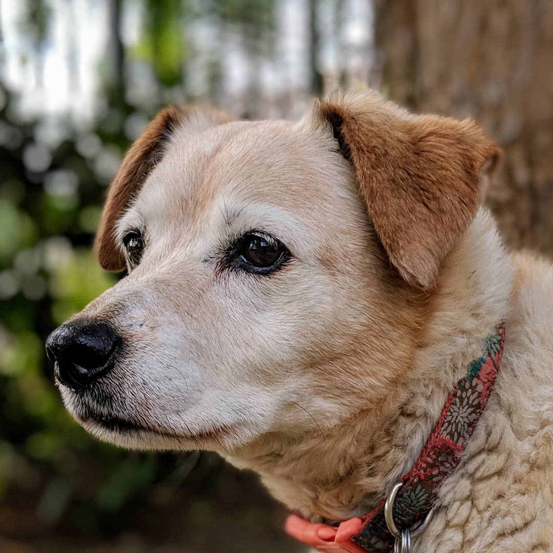 I got Honey the year I graduated college (2004). She was 2 then. I gave her to my sister the year…​