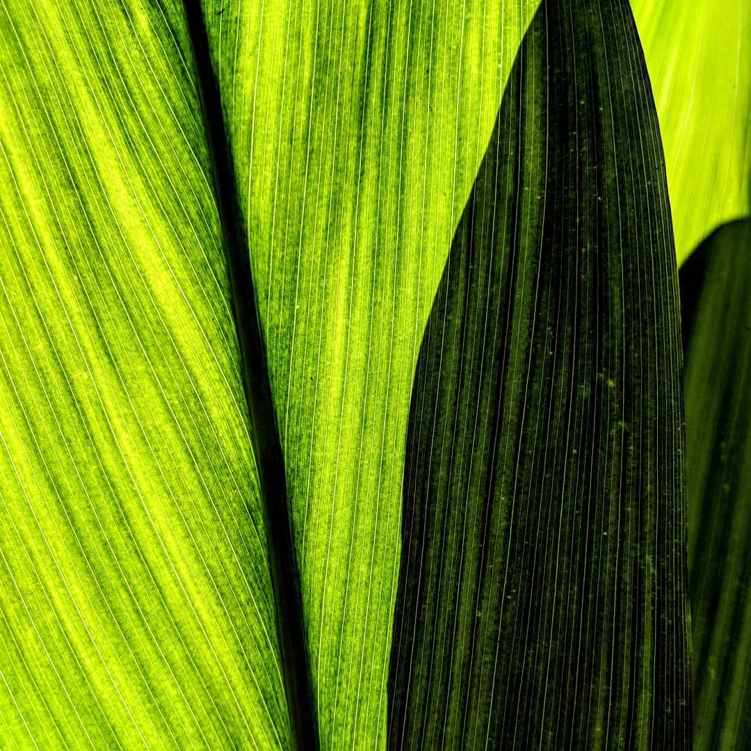 Leaves, shadow, and sunlight.
