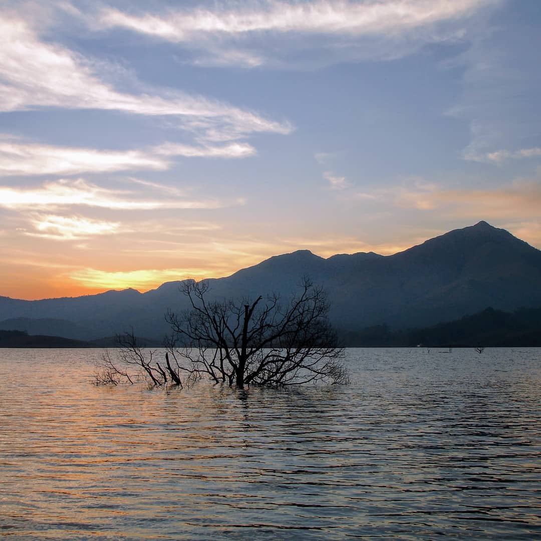Dead tree in a lake at sunset.