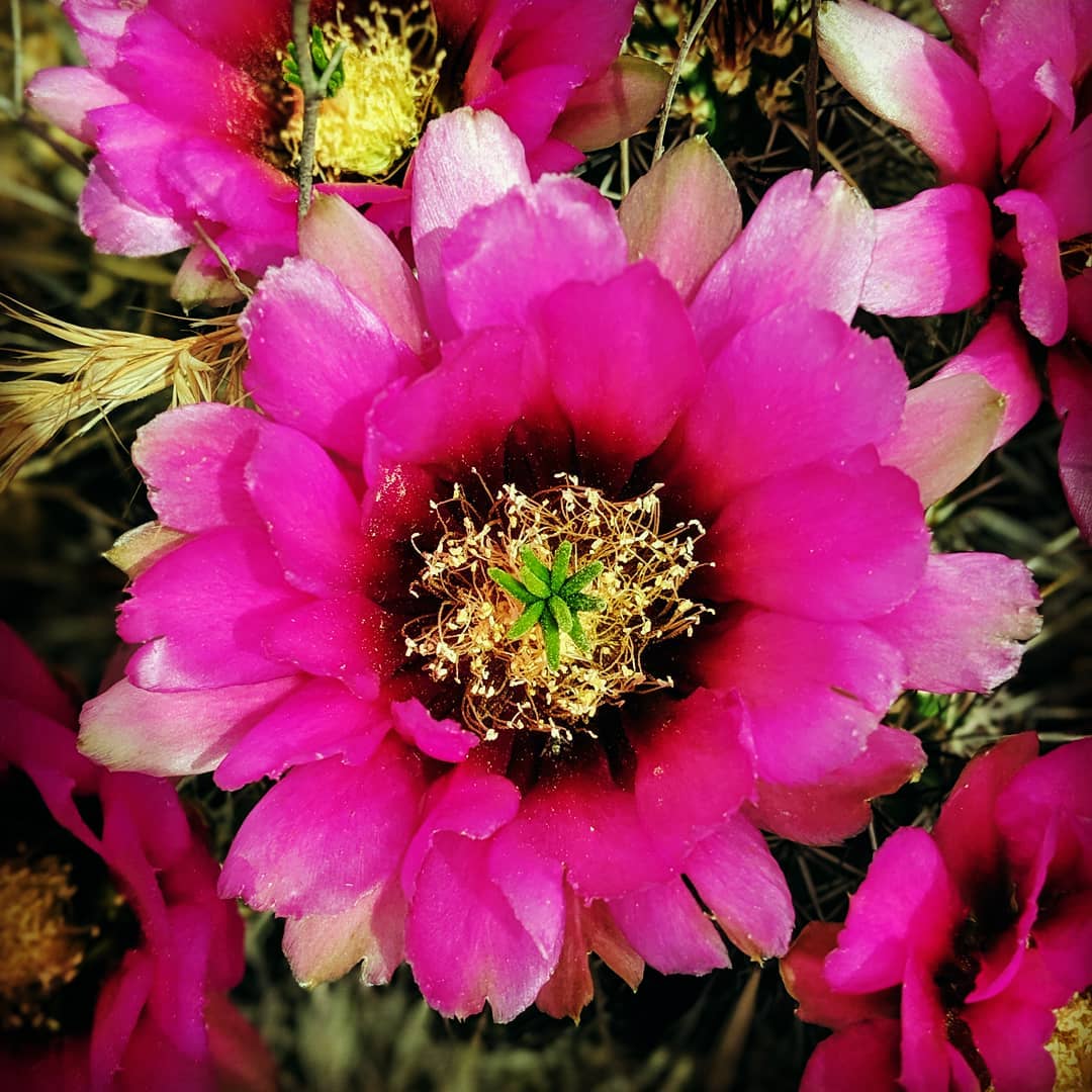 Desert bloom.