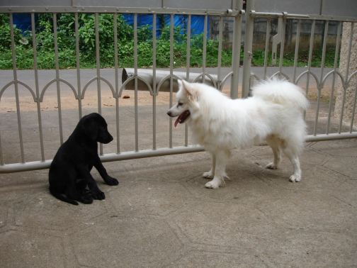 Honey and Chikoo