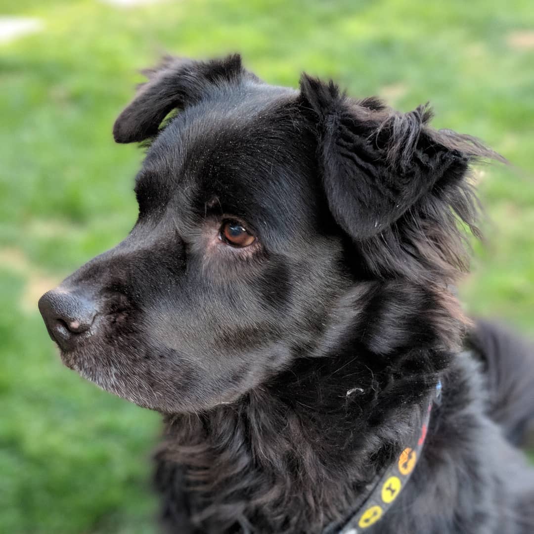 Sweet fluffy black Bear.