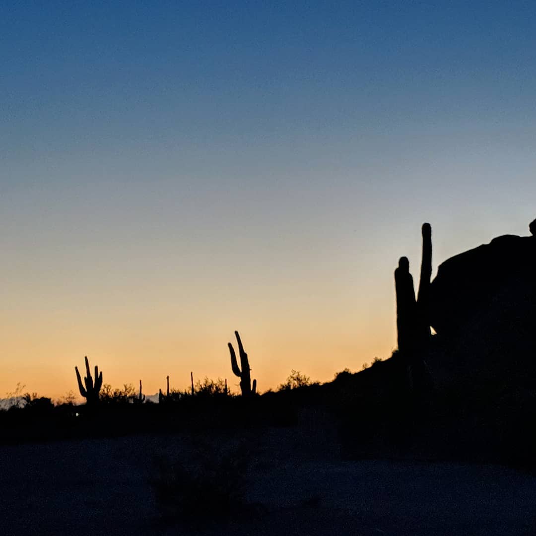 Evening at the Desert Botanical Garden.