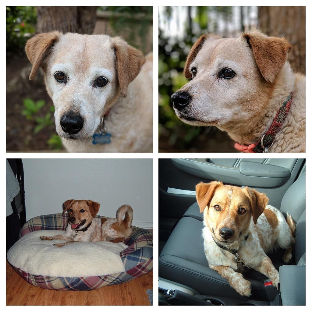 Goodbye, my sweet girl. When you left, I felt like I lost a piece of my soul. I remembered the fi…​