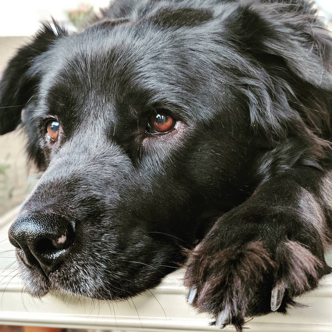 I love his paws.