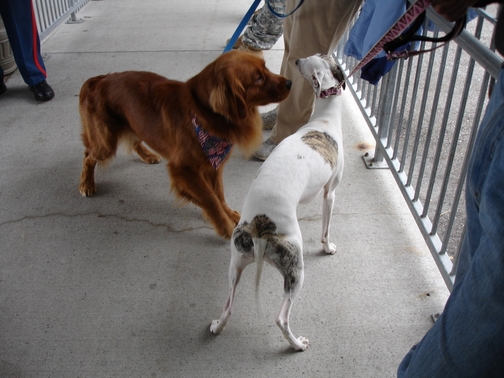 Retriever and Whippet